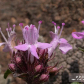 供应草本植物-百里香，大量出售百里香植物