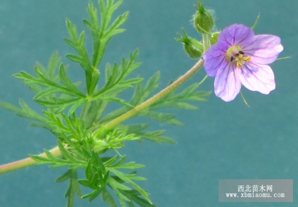 牻牛兒苗（太陽花）