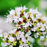 供應(yīng)地被植物-牛至，又名奧勒岡草、俄力岡葉、披薩草、蘑菇草