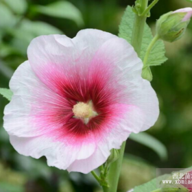 供应地被草花-蜀葵，又名一丈红、熟季花