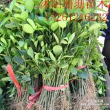 批發(fā)扶芳藤苗.衛(wèi)矛苗100萬(wàn)