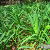 地被植物-石蒜，紅花石蒜，蘇北石蒜，沭陽(yáng)石蒜基地，石蒜價(jià)格