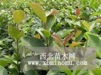 廣西欽州那蒙鎮(zhèn)供應(yīng)岑溪軟枝油茶苗