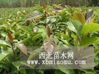 广西钦州那蒙镇供应大果红花油茶苗