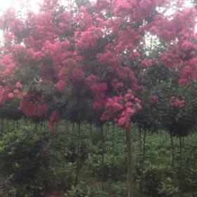 四川红花紫薇价格-成都红花紫薇价格