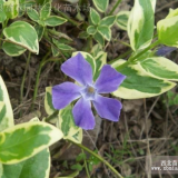 花葉蔓長春花，花葉蔓長春花苗，別名：花葉常春藤，花葉蔓