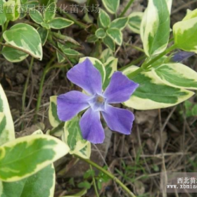 花叶蔓长春花，花叶蔓长春花苗，别名：花叶常春藤，花叶蔓