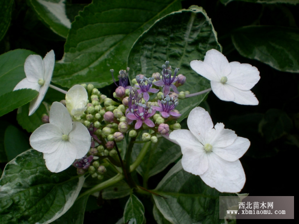 花葉八仙花