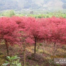 供应 石榴 美人蕉 榆叶梅等