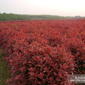 本苗圃长期出售  红枫    桂花   樱花