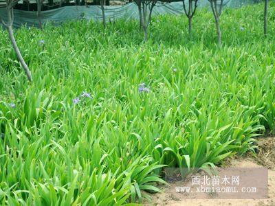 宿根花卉.多年生草花