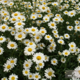 供應地被植物-雛菊，又名春菊，馬蘭頭花，幸?；? title=