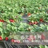 紅顏草莓苗 全明星優(yōu)質(zhì)草莓苗 草莓苗便宜地方