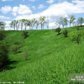 本苗圃长期出售  各种草坪价格优惠