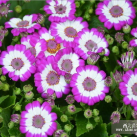 供应地被植物-瓜叶菊，别称富贵菊、黄瓜花