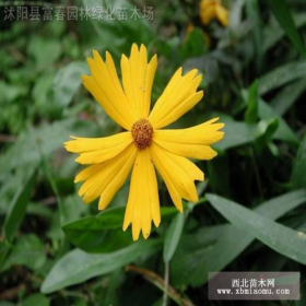 供应地被草花-大花金鸡菊，又名剑叶波斯菊