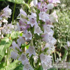 供应地被植物-吊钟柳（钓钟柳），大量出售吊钟柳