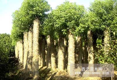 黃葛樹(shù)、桂圓樹(shù)、香樟、小葉榕、重陽(yáng)木、水晶葡萄、天竺桂等