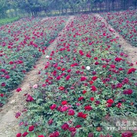 月季花|陕西甘肃宁夏营养钵月季花