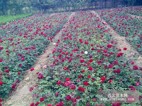 月季花|陕西甘肃宁夏营养钵月季花