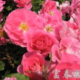 供应新品种丰花月季-仙境，丰花月季新品种