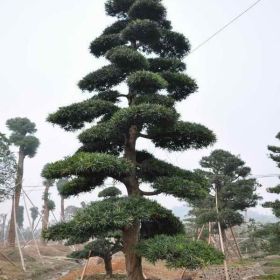 黑松，黑松苗，黑松盆景，别名：白芽松，松树，黑松基地