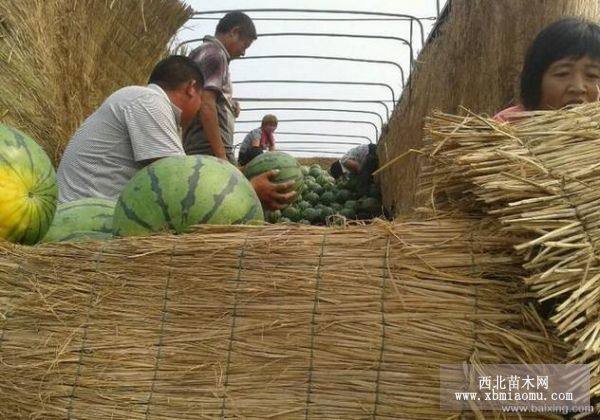 西瓜種植基地