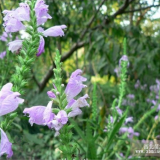 供應(yīng)地被植物-隨意草，隨意草苗，別稱(chēng)芝麻花、一品香、虎尾花