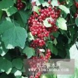 供應(yīng)：俄羅斯紅醋栗（醋栗，紅醋栗，茶藨子）