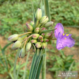 供應(yīng)紫露草，紫露草苗，別名紫鴨趾草、紫葉草，紫露花