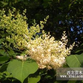 西安國(guó)槐，暴馬丁香，紅葉李