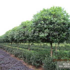 四川紅花紫薇 四川高桿桂花  四川金桂 成都紫薇