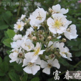 蔷薇，蔷薇小苗，蔷薇花，别称：野蔷薇，江苏蔷薇基地，蔷薇价格