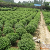 水臘，水臘苗、水臘球、水蠟綠籬色塊苗，水蠟基地，江蘇沭陽水臘