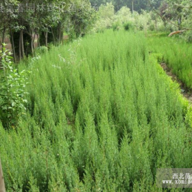 北京桧，北京桧小苗，别名刺松，松柏，北京桧价格，北京桧基地