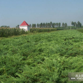 沙地柏，沙地柏苗，沙地柏工程苗，别称叉子圆柏、新疆圆柏