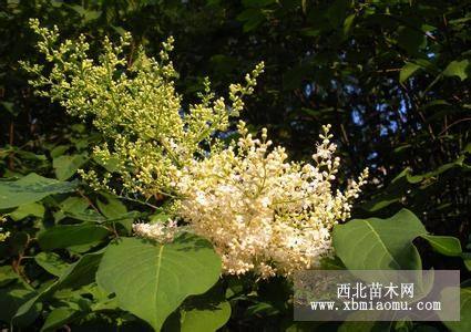 暴馬丁香，貼梗海棠，高桿紫荊