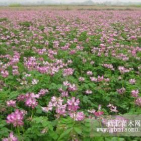 低價供應蔥蘭，紅花草，麥冬，玉簪，蝴蝶蘭，大花萱草等