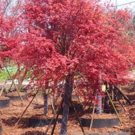 供應紅楓；日本紅楓；美國紅楓；四川日本紅楓