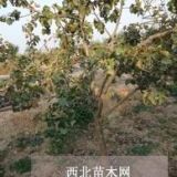 山楂樹種植基地山楂苗繁育苗圃供應(yīng)8公分山楂樹