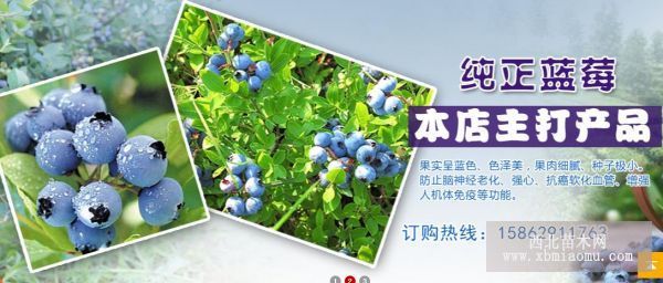 兔眼蓝莓.南高丛蓝莓.北高丛蓝莓.半高丛蓝莓