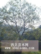 苗木品质保证  超越朴树基地 南京朴树价格