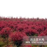 紅葉石楠小苗 石楠大樹基地  南京紅葉石楠價(jià)格