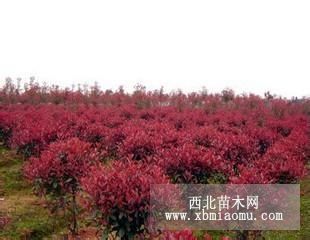 红叶石楠小苗 石楠大树基地  南京红叶石楠价格