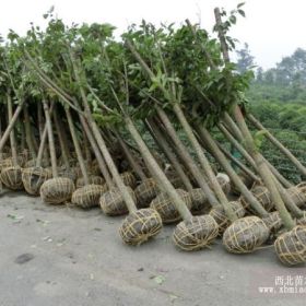 批發(fā)高桿晚櫻 成都高桿櫻花基地 成都高桿晚櫻價(jià)格