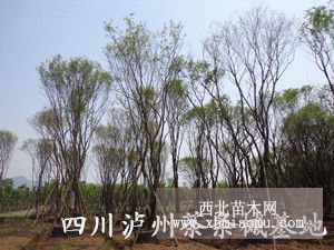 單桿茶條槭；四川單桿茶條槭；瀘州單桿茶條槭