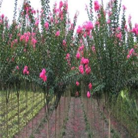 供應(yīng)四川紅花紫薇、紅花紫薇批發(fā)