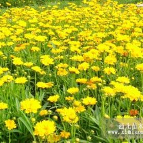 金鸡菊|山东金鸡菊价格|青州金鸡菊价格|大花金鸡菊