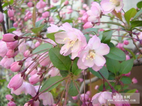 垂絲海棠幼苗及大規(guī)格苗