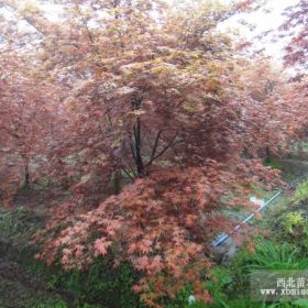 日本紅楓批發(fā)價格 四川成都日本紅楓供應基地